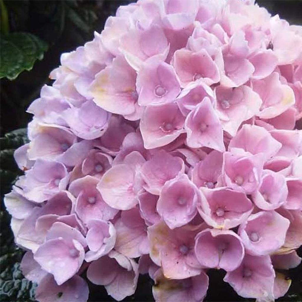 Hydrangea macrophylla Magical Revolution - Bolhortensia roze