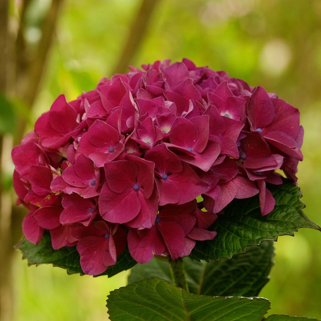 Hydrangea macrophylla Merveille Sanguine - Hortensia