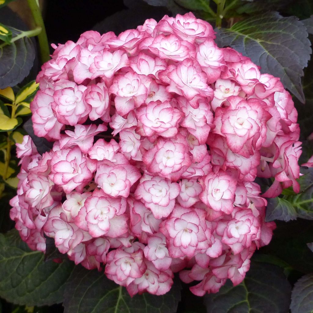 Hydrangea macrophylla Miss Saori - Bolhortensia