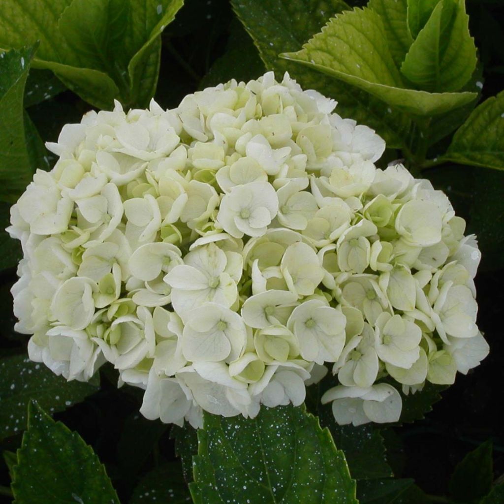 Hydrangea macrophylla Mme Emile Mouillère - Bolhortensia