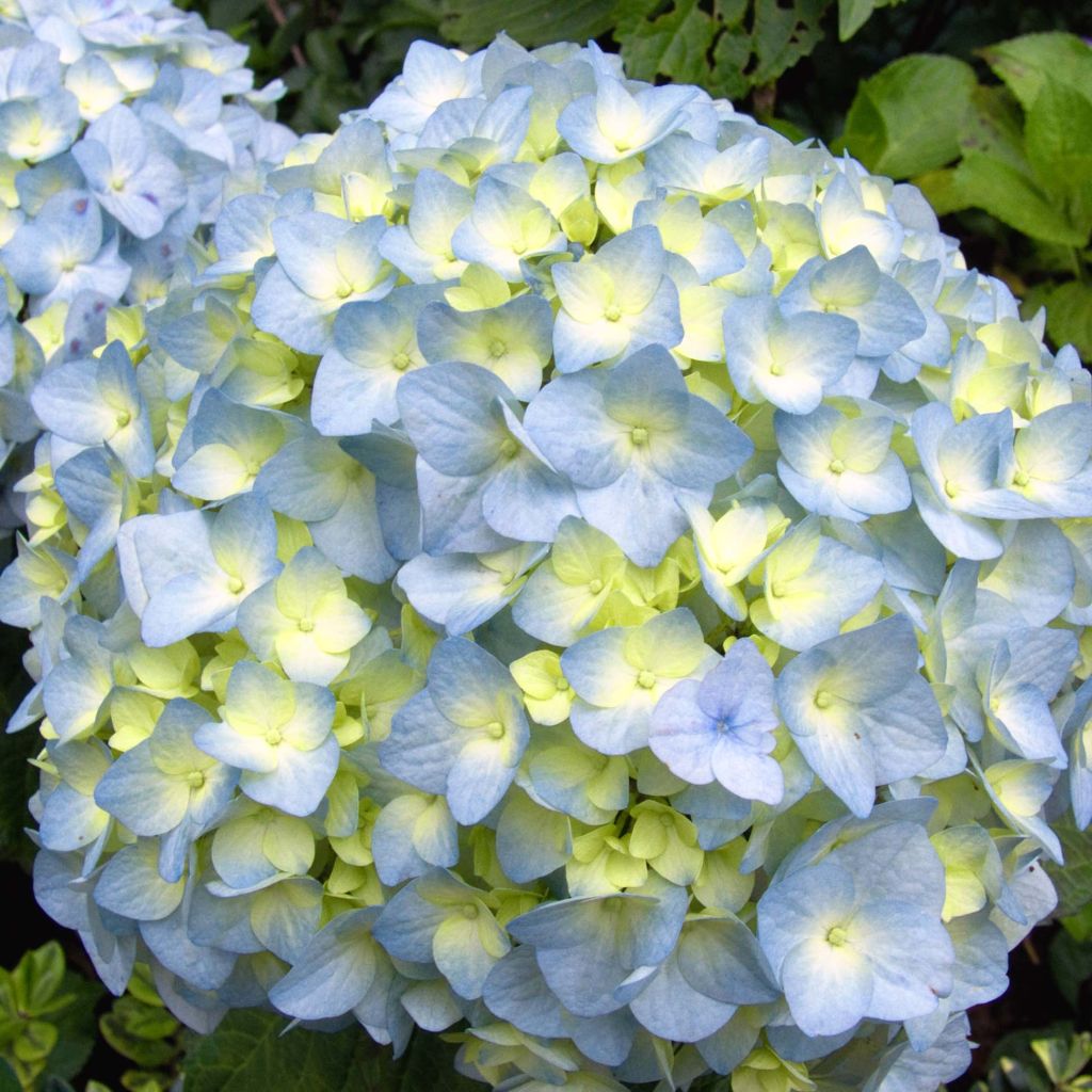 Hydrangea macrophylla Nikko Blue - Boerenhortensia