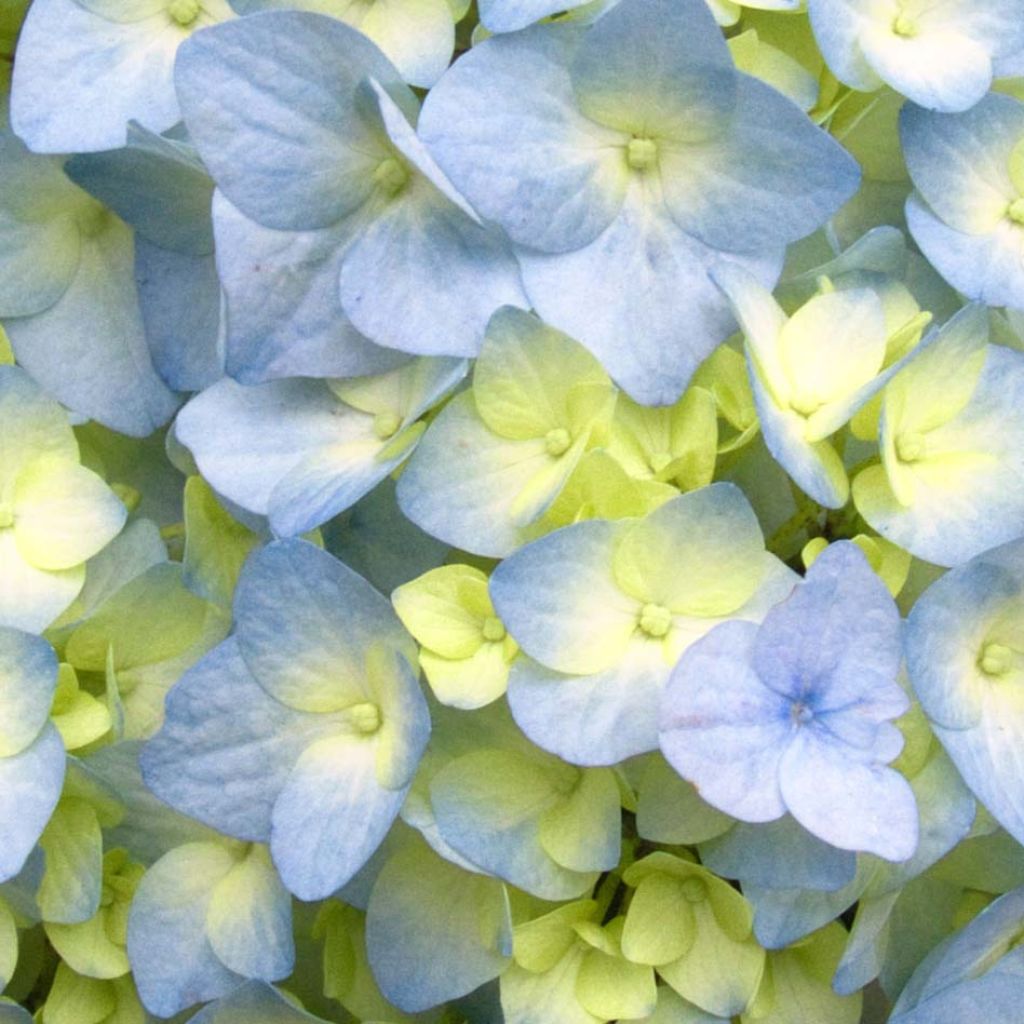 Hydrangea macrophylla Nikko Blue - Boerenhortensia