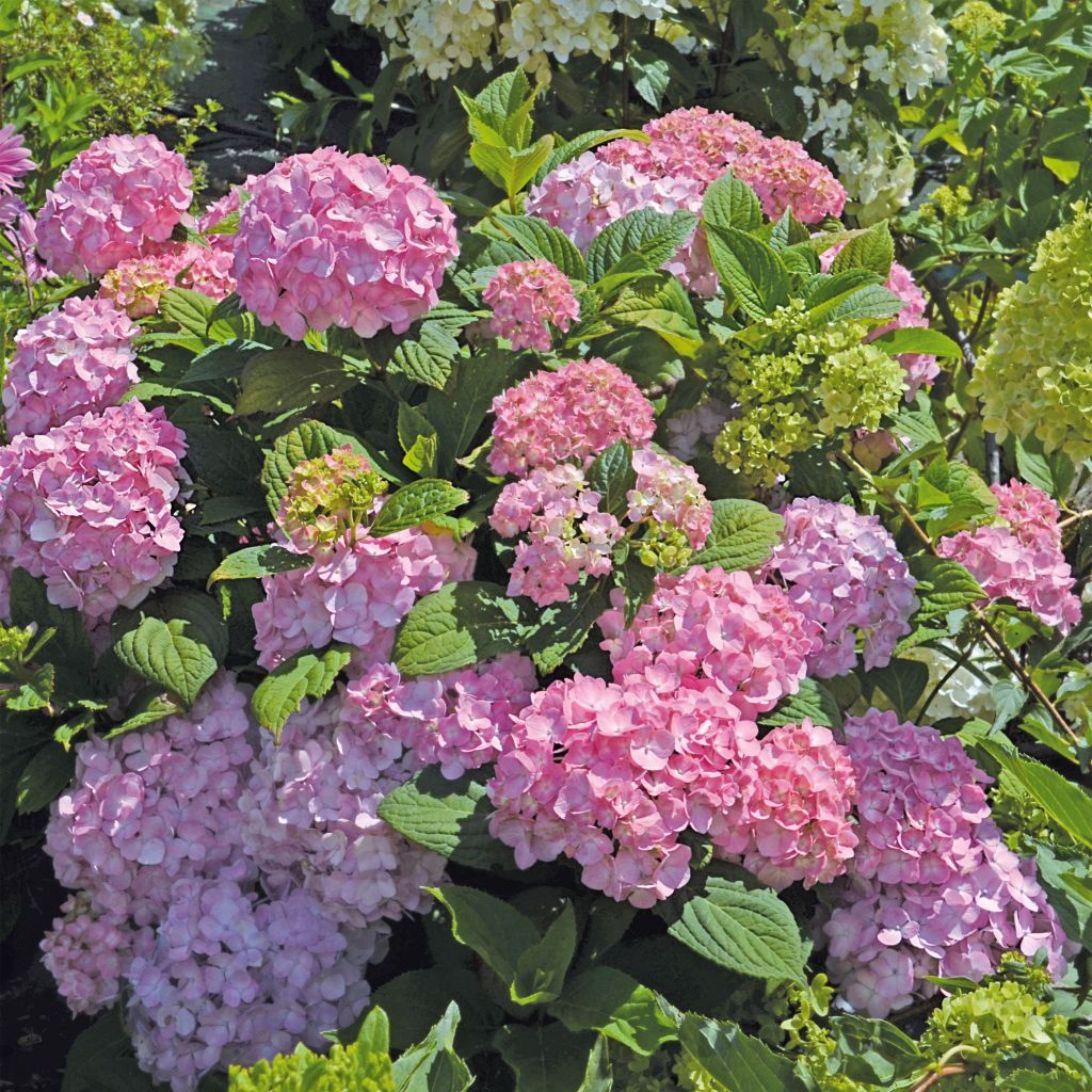Hydrangea So Long Rosy - Bolhortensia