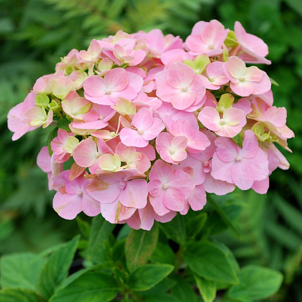 Hydrangea So Long Rosy - Bolhortensia