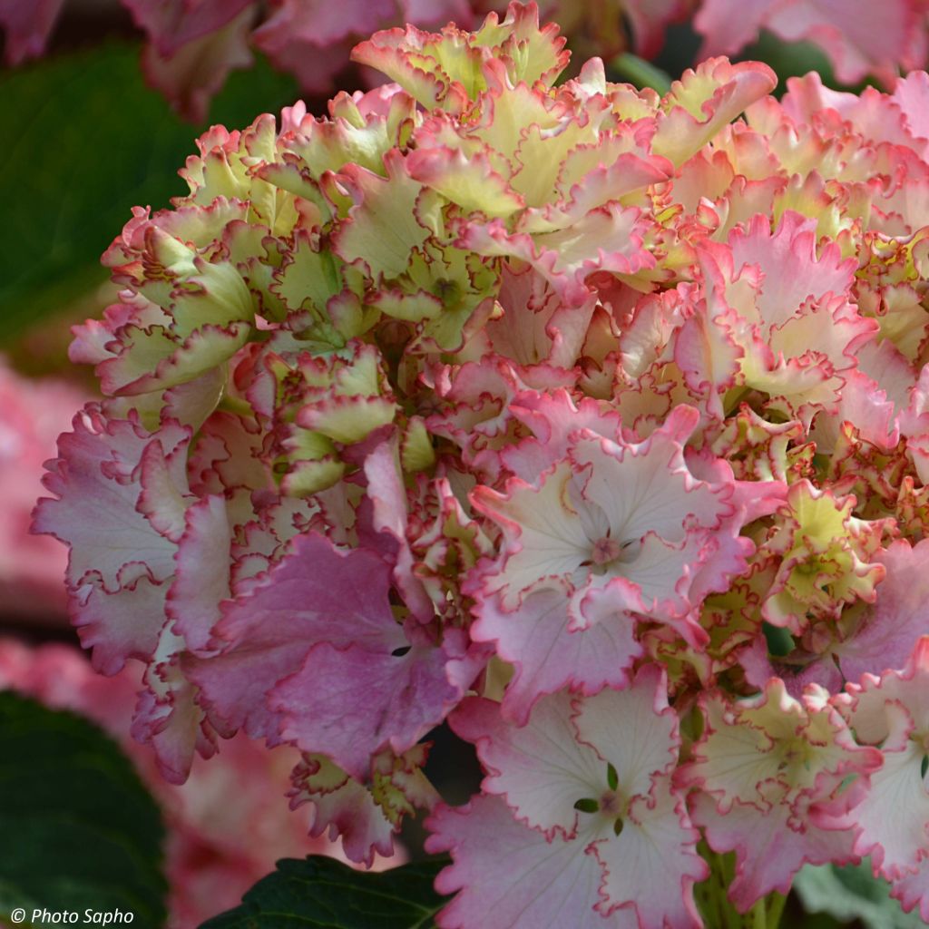 Hydrangea macrophylla So Long Sunny - Bolhortensia