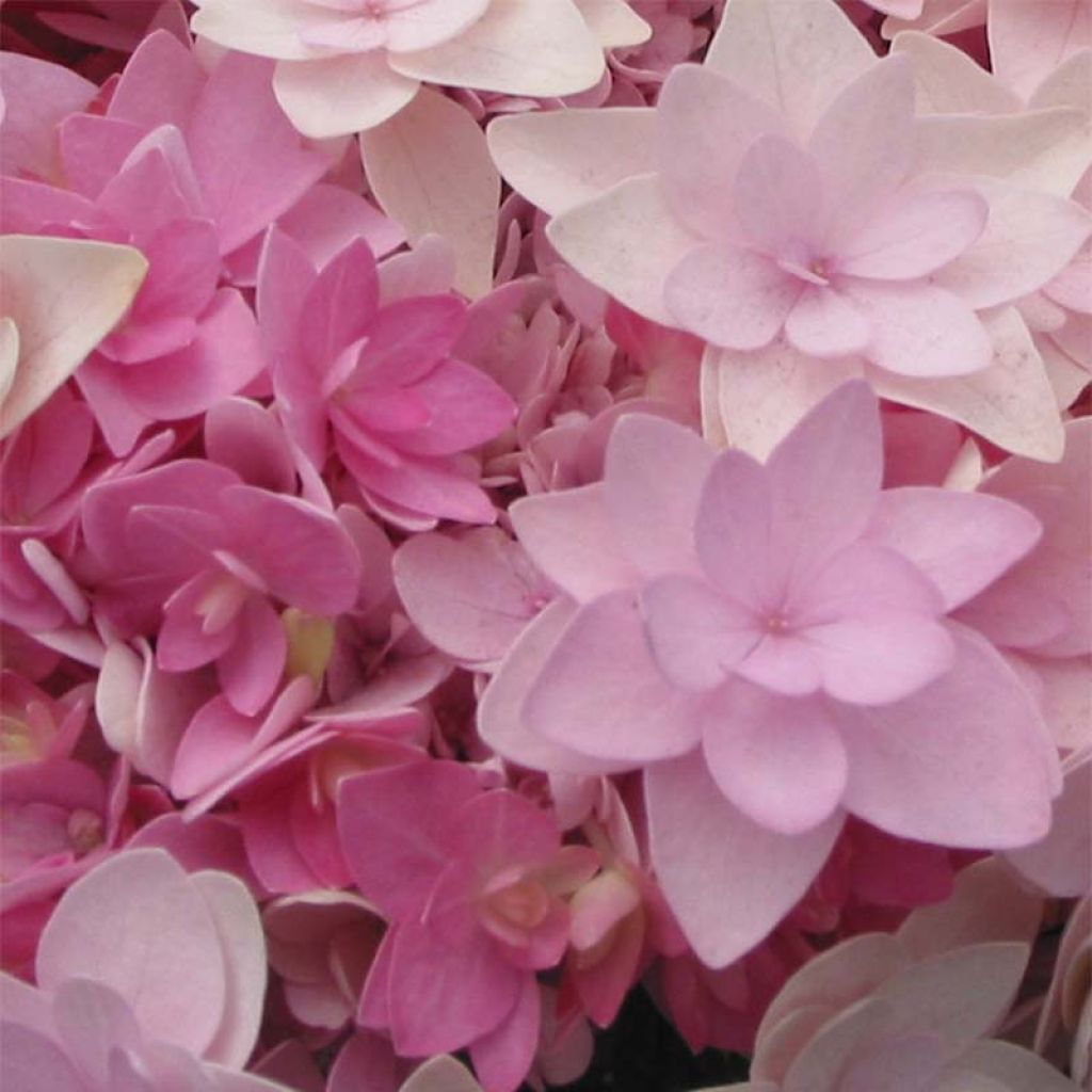 Hydrangea macrophylla You and Me Romance - Bolhortensia