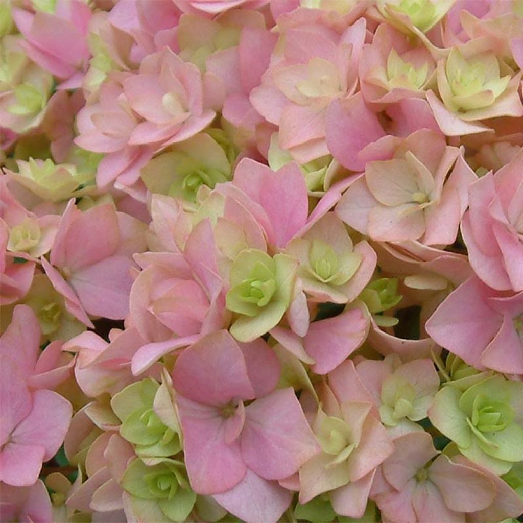 Hydrangea macrophylla You and Me Together - Bolhortensia