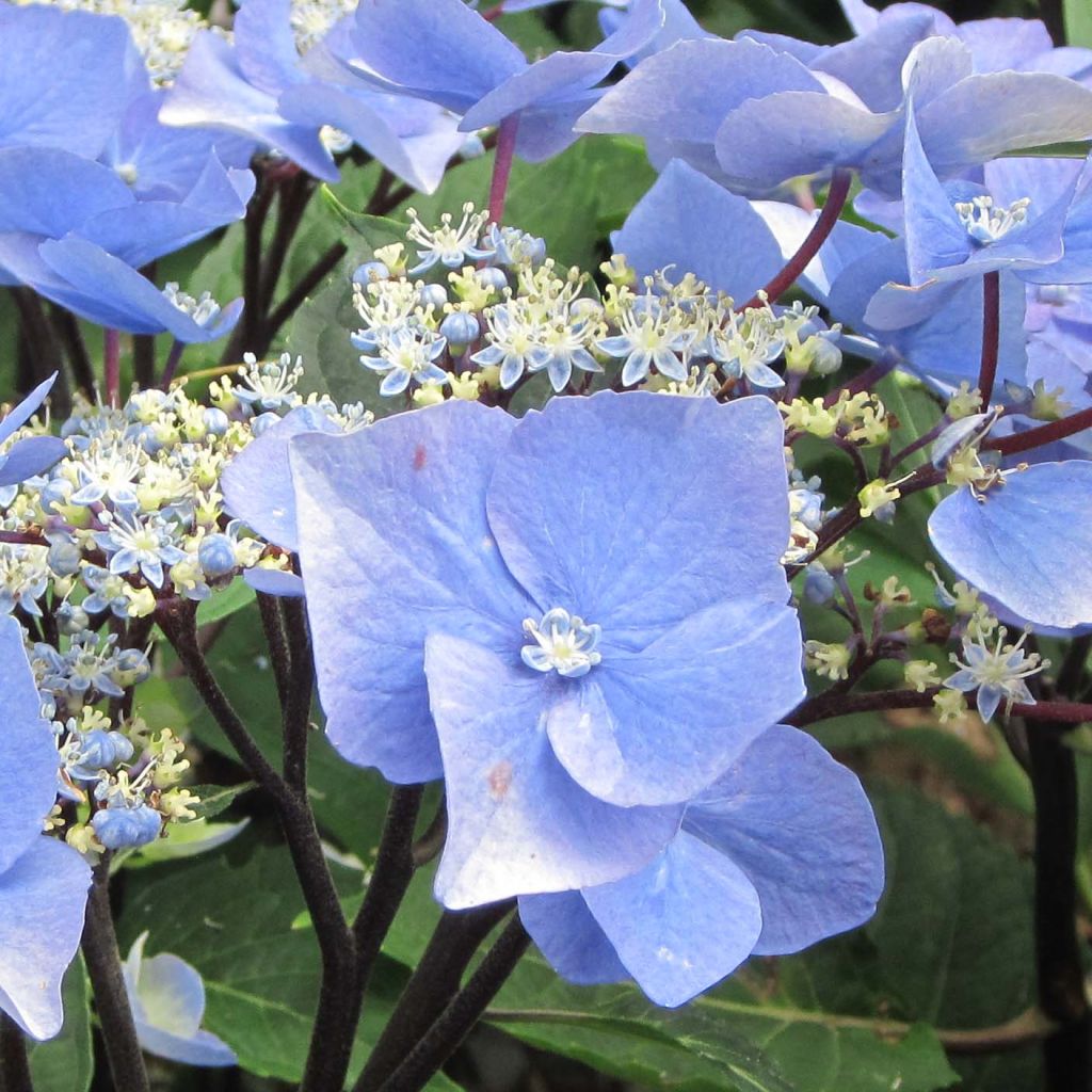 Hydrangea macrophylla Zorro blauw - Schermhortensia