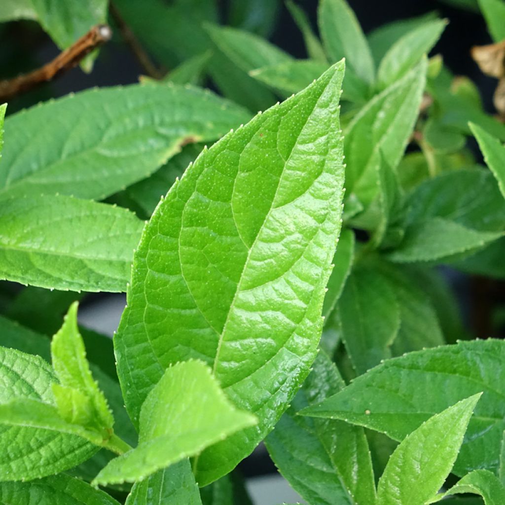 Hydrangea paniculata Bloody Marie - Pluimhortensia