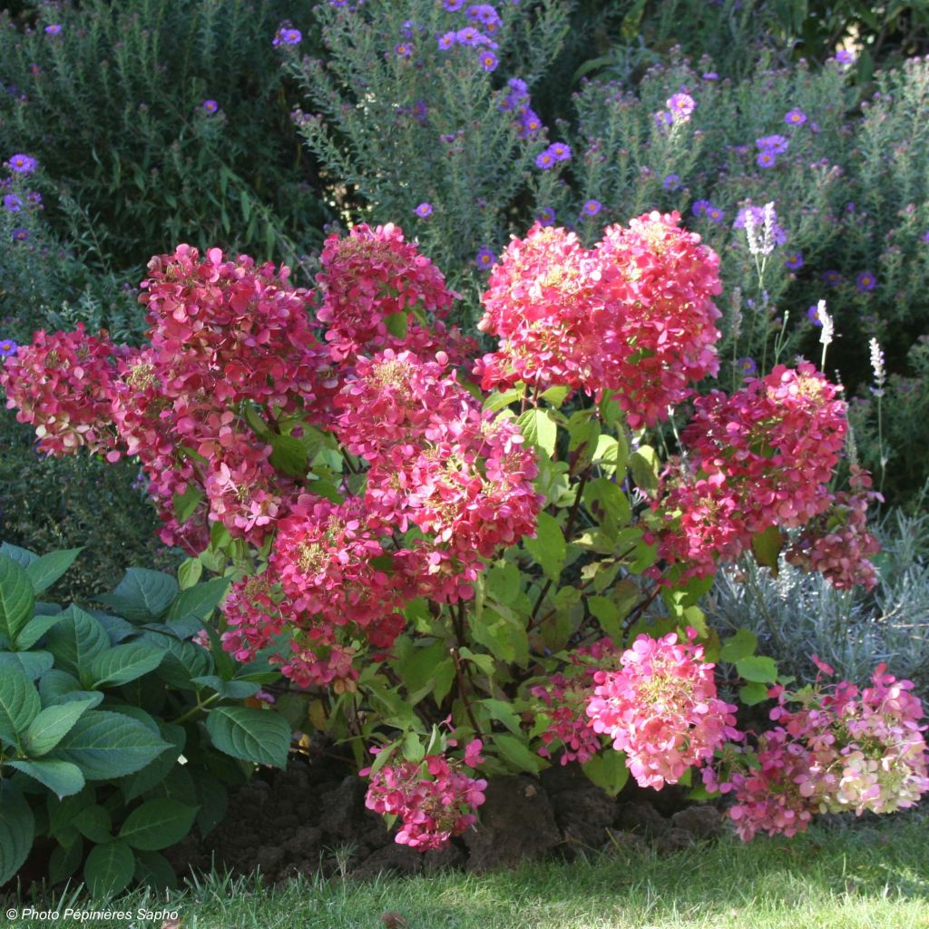 Hydrangea paniculata Diamant Rouge - Pluimhortensia