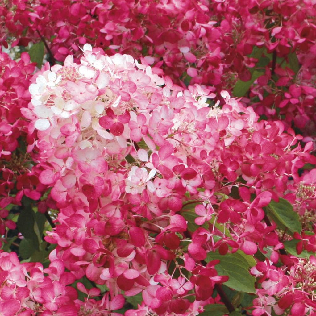 Hydrangea paniculata Diamant Rouge - Pluimhortensia