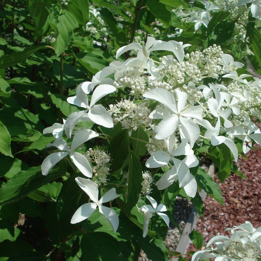 Hydrangea paniculata Great Star Le Vasterival - Pluimhortensia