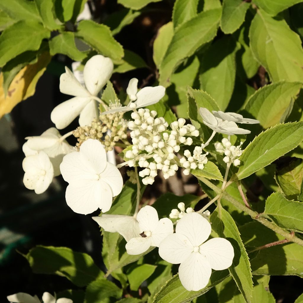 Hydrangea paniculata Levana - Pluimhortensia