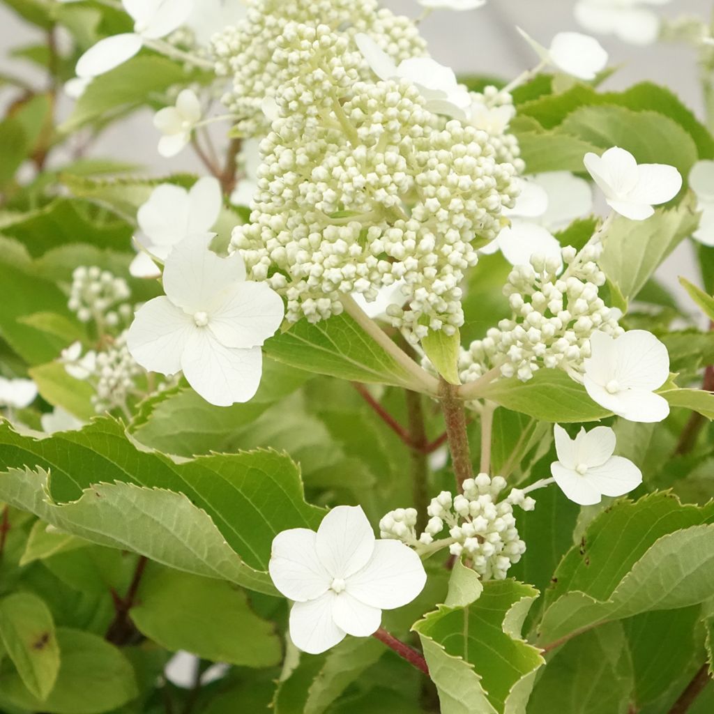 Hydrangea paniculata Levana - Pluimhortensia