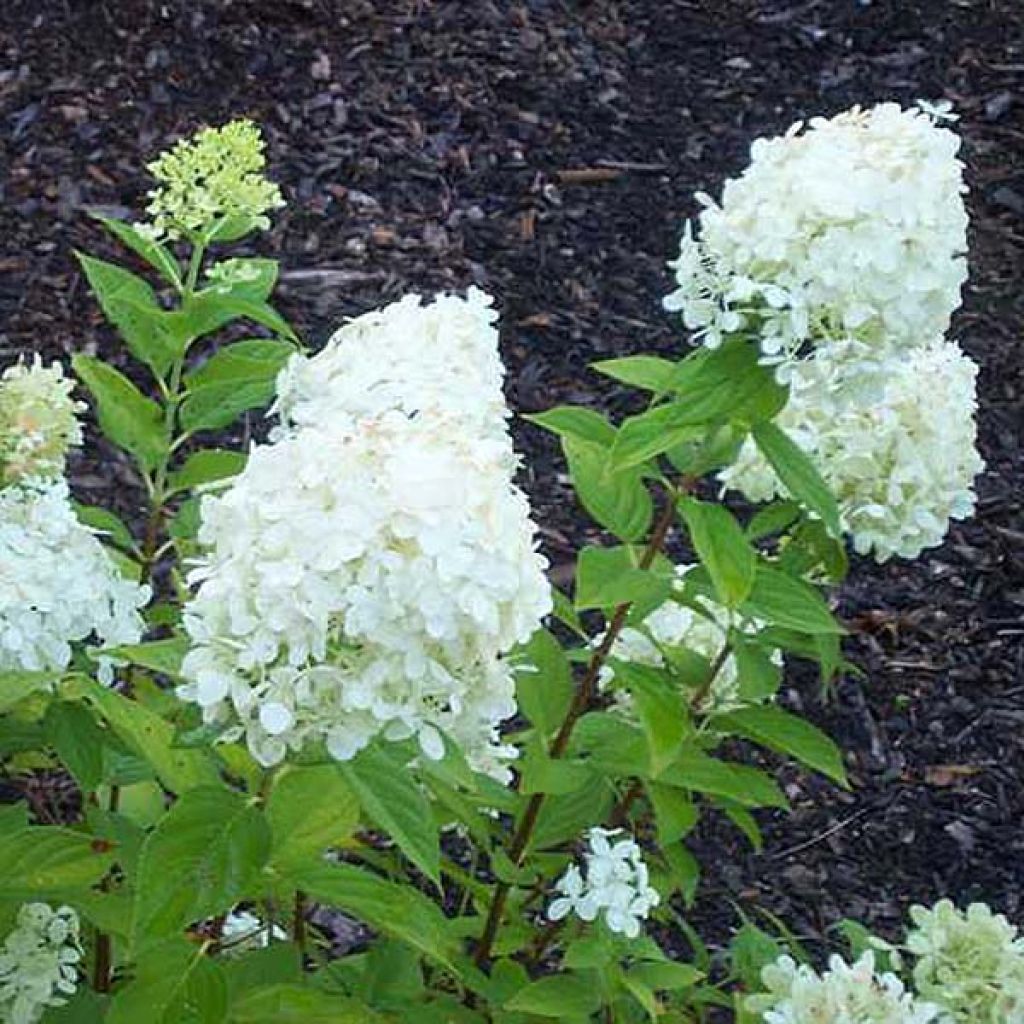 Hydrangea paniculata Limelight - Pluimhortensia