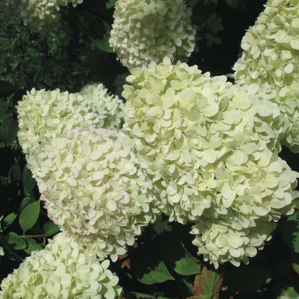 Hydrangea paniculata Limelight - Pluimhortensia