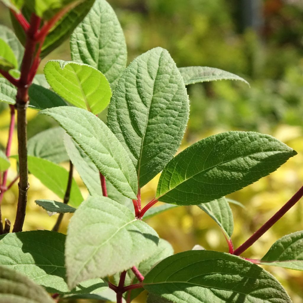 Hydrangea paniculata Magical Fire - Pluimhortensia