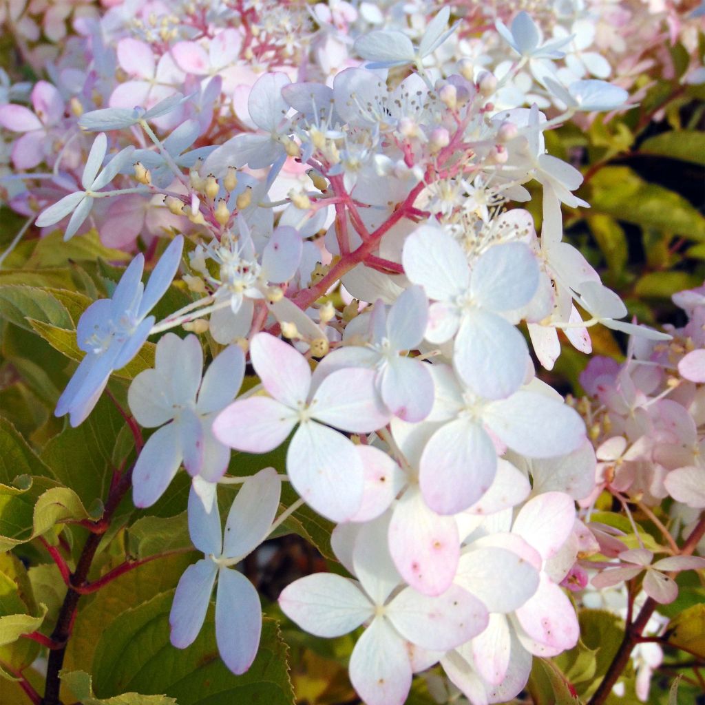 Hydrangea paniculata Phantom - Pluimhortensia
