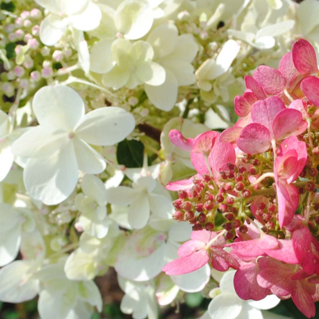 Hydrangea paniculata Pinky Winky - Pluimhortensia