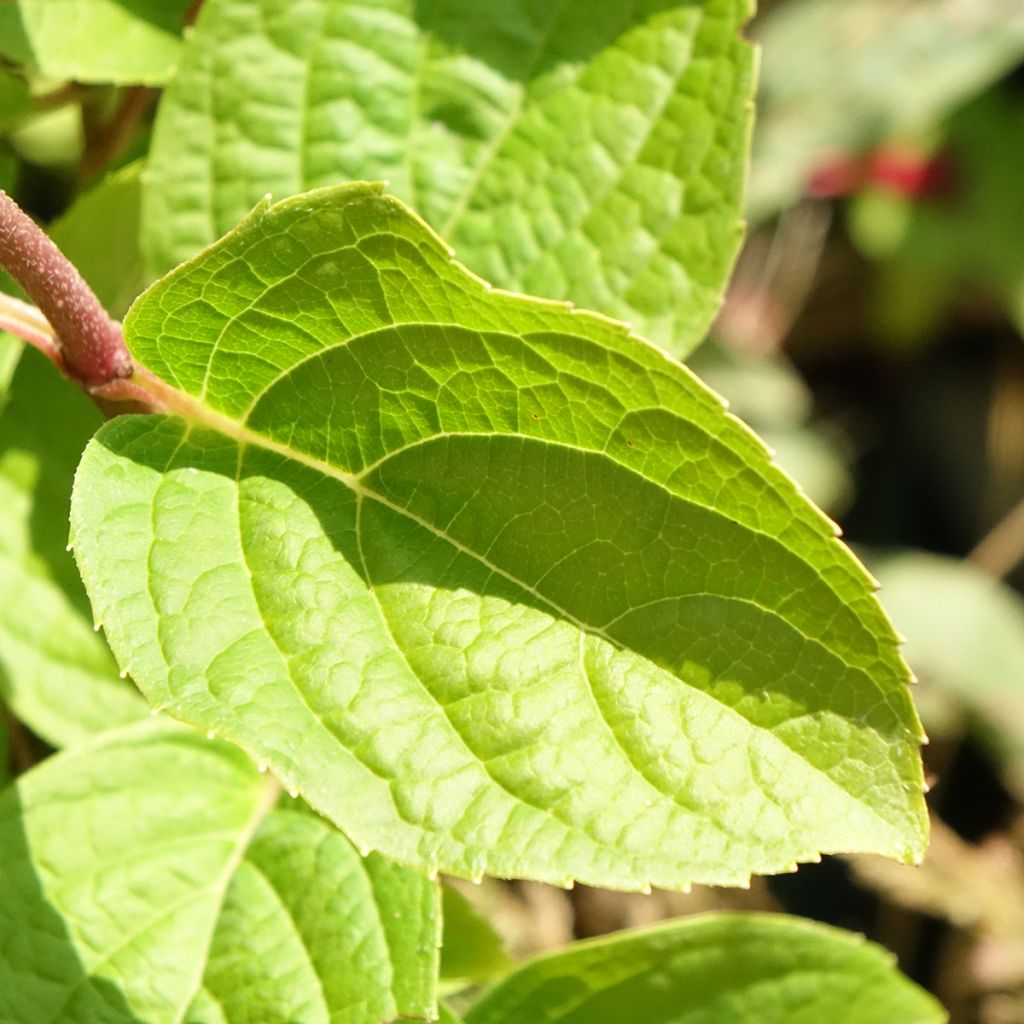 Hydrangea paniculata Silver Dollar - Pluimhortensia