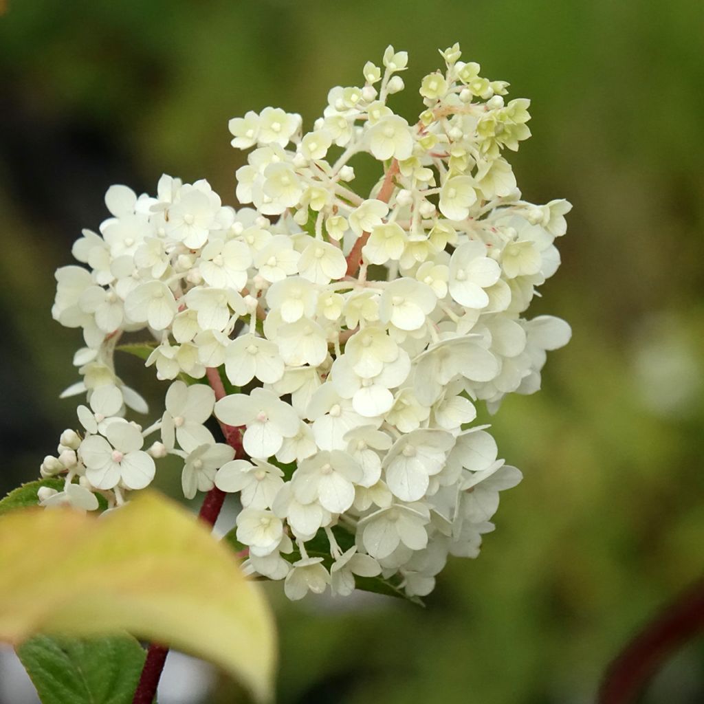 Hydrangea paniculata Sundae Fraise - Pluimhortensia