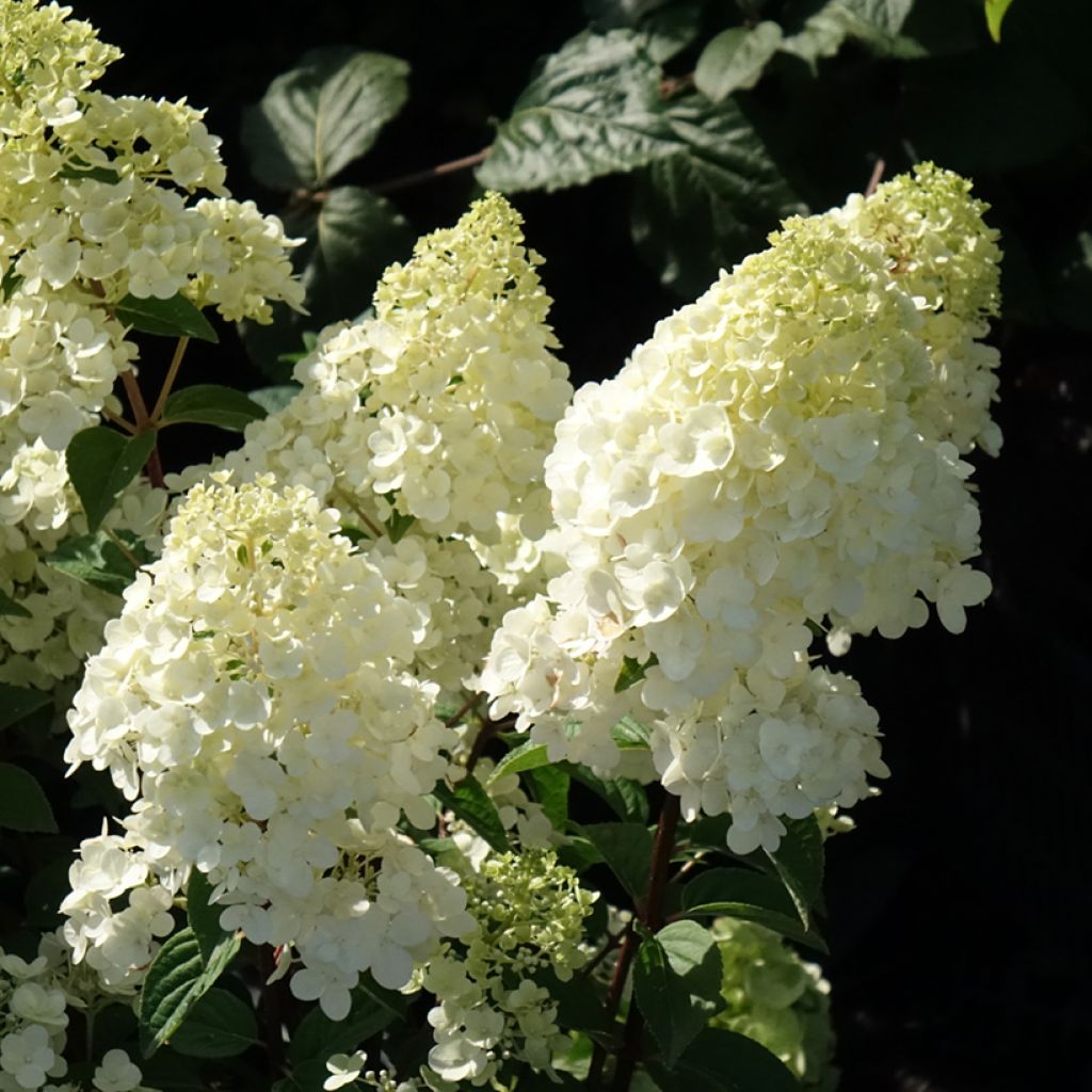 Hydrangea paniculata Sundae Fraise - Pluimhortensia