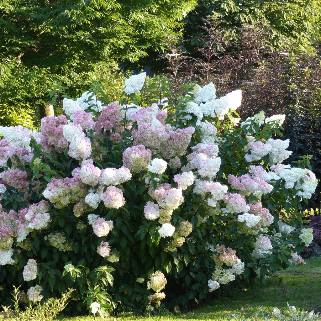 Hydrangea paniculata Vanille Fraise - pluimhortensia
