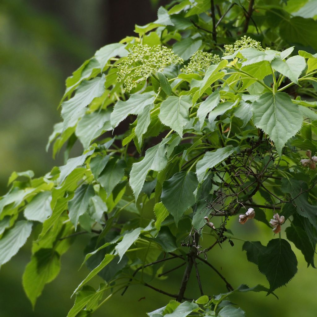 Hydrangea petiolaris - Klimhortensia