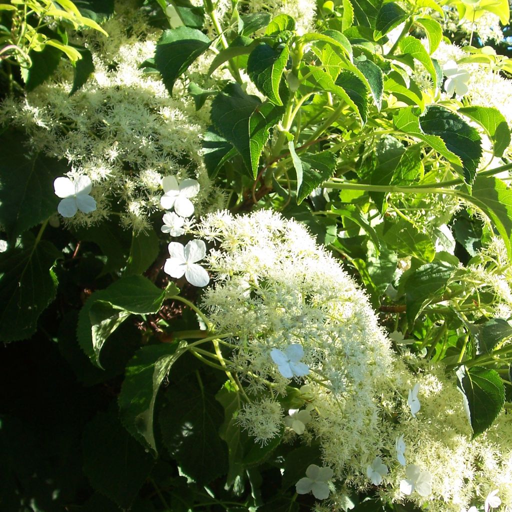 Hydrangea petiolaris - Klimhortensia