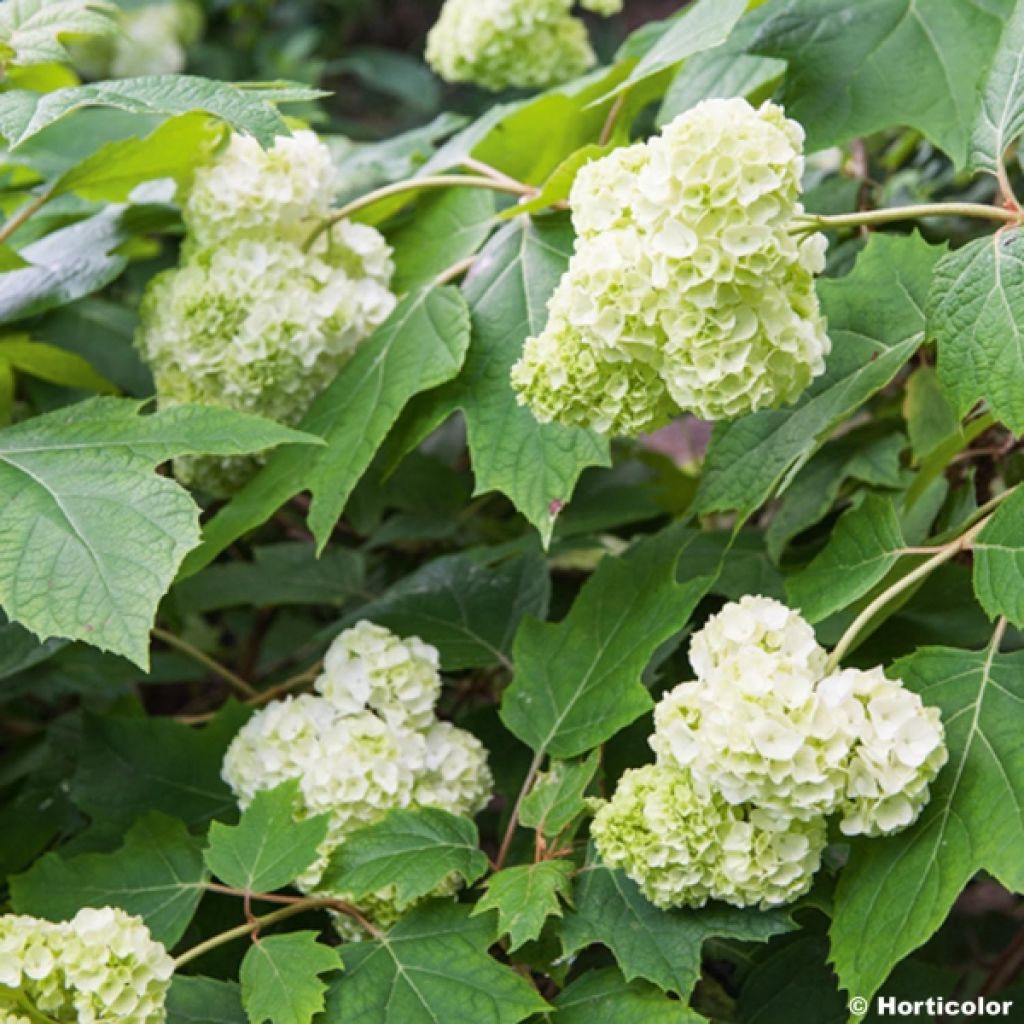 Hydrangea quercifolia Harmony - Eikenbladhortensia