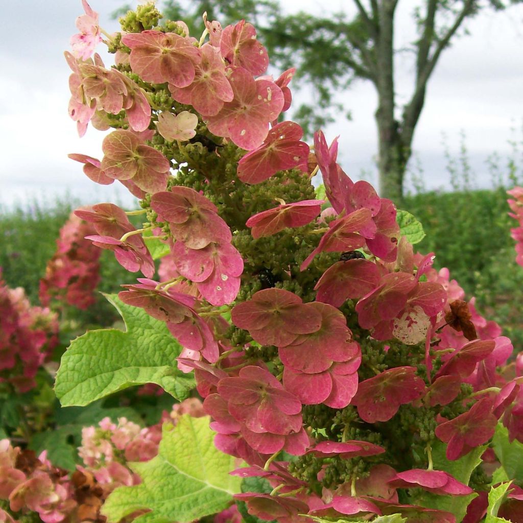 Hydrangea quercifolia Ruby Slippers - Eikenbladhortensia