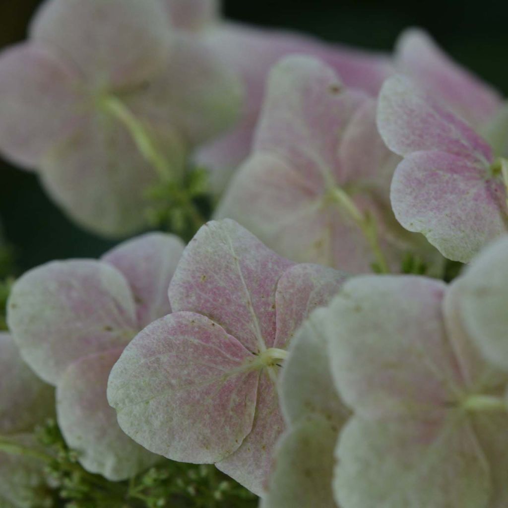 Hydrangea quercifolia Snow Queen - Eikenbladhortensia