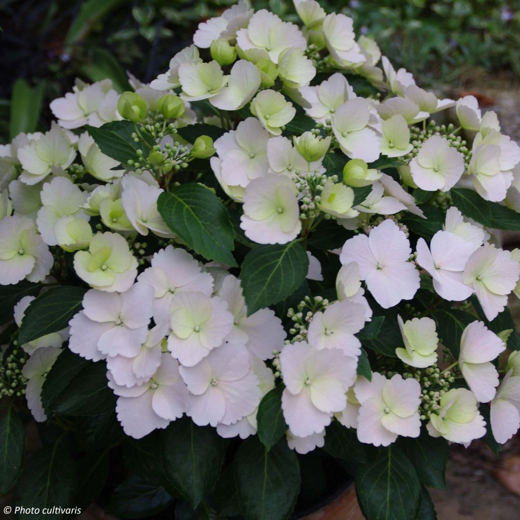 Hydrangea Runaway Bride Snow White - Guirlande hortensia