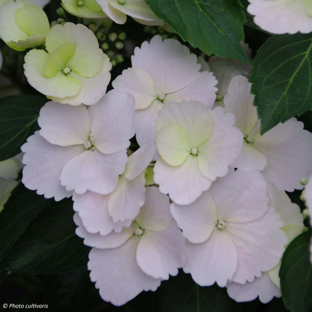 Hydrangea Runaway Bride Snow White - Guirlande hortensia