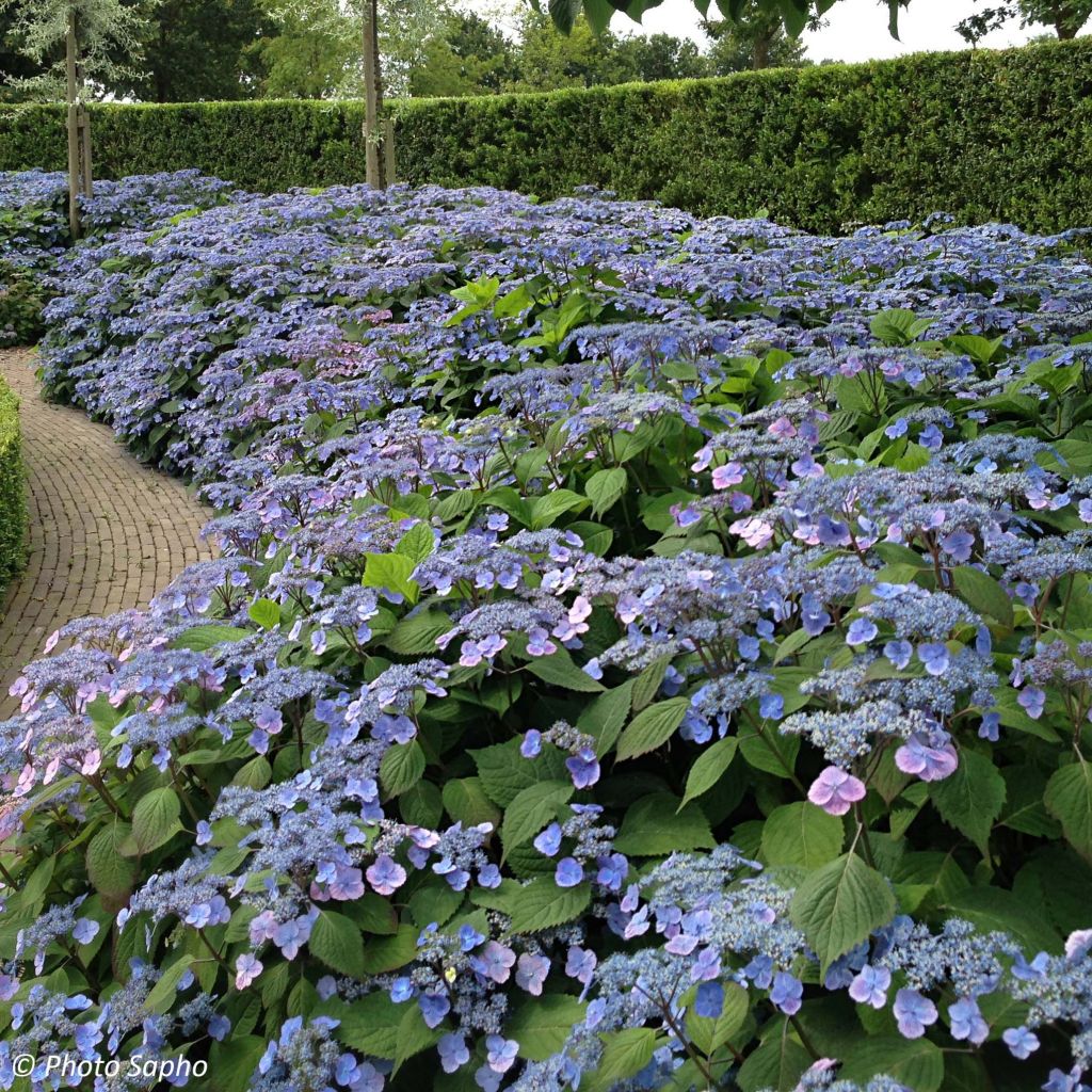 Hydrangea serrata Veerle - Berghortensia
