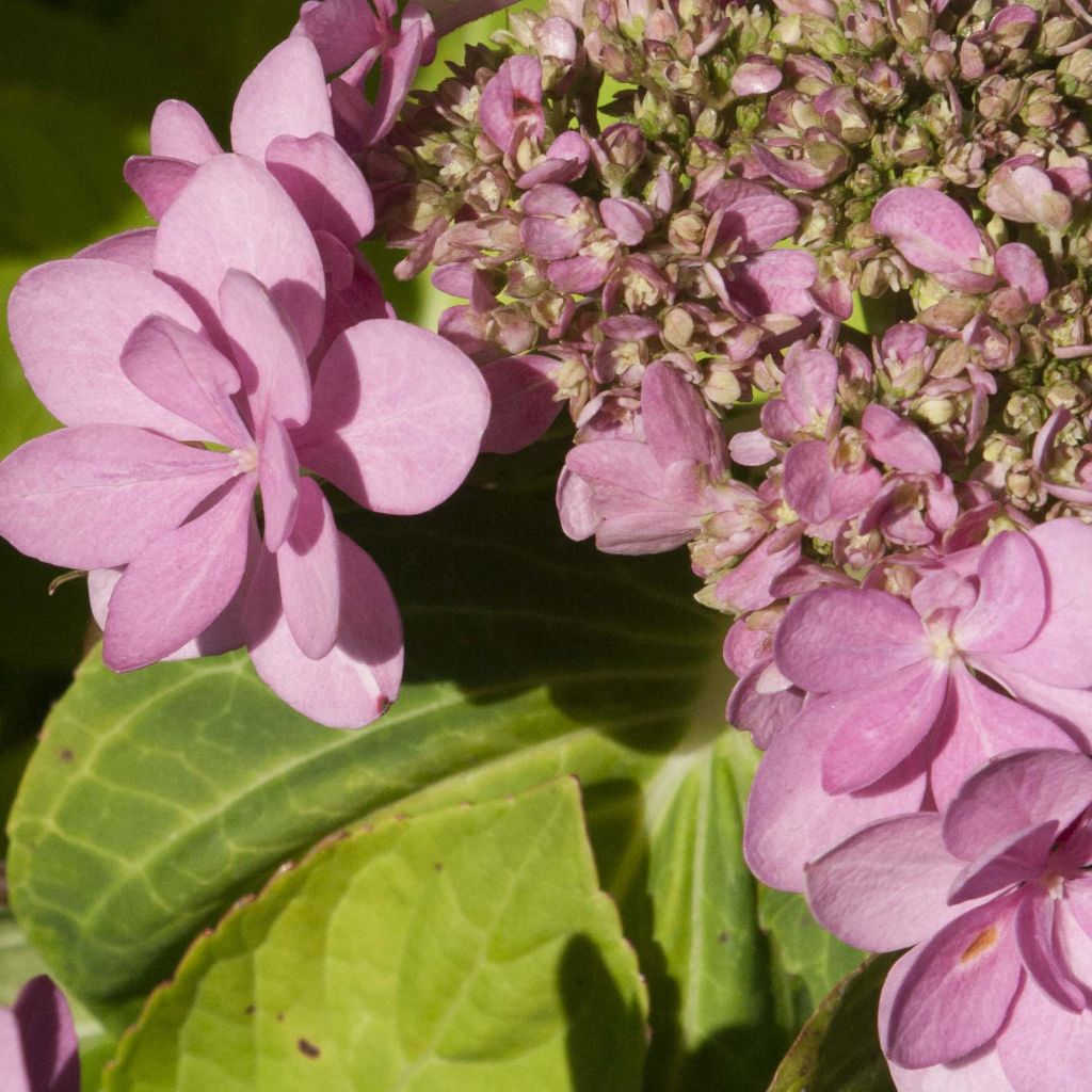 Hydrangea macrophylla You and Me Forever - Bolhortensia