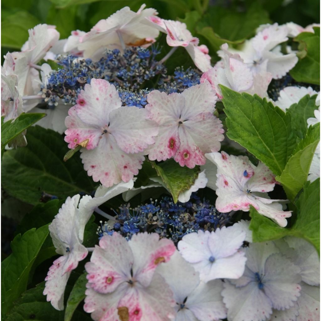 Hydrangea macrophylla Koria - Schermhortensia