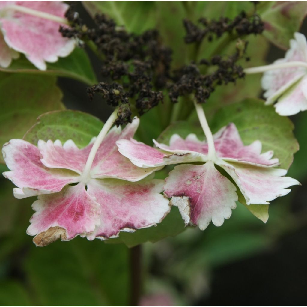 Hydrangea macrophylla Koria - Schermhortensia