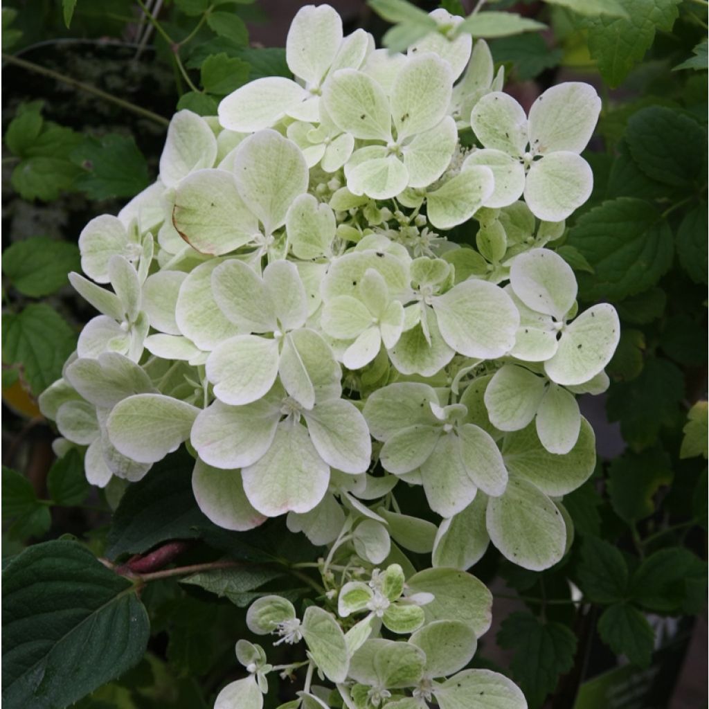 Hydrangea paniculata Diamant Rouge - Pluimhortensia
