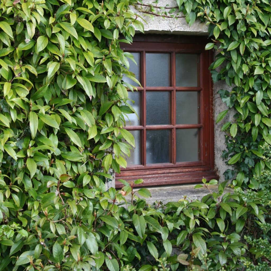 Hydrangea seemanii - Groenblijvende klimhortensia