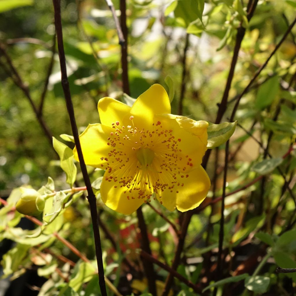 Hypericum moserianum Little Misstery - Hertshooi