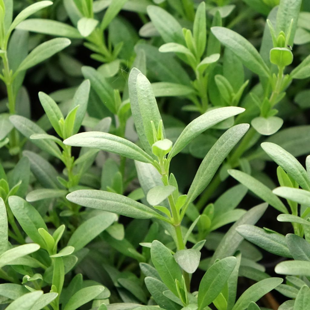 Hyssopus officinalis - Hysop