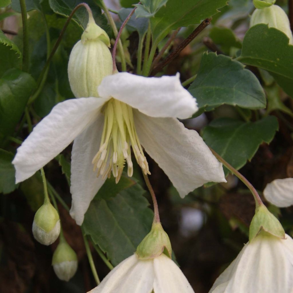 Clematis cirrhosa Jingle Bells - Groenblijvende bosrank