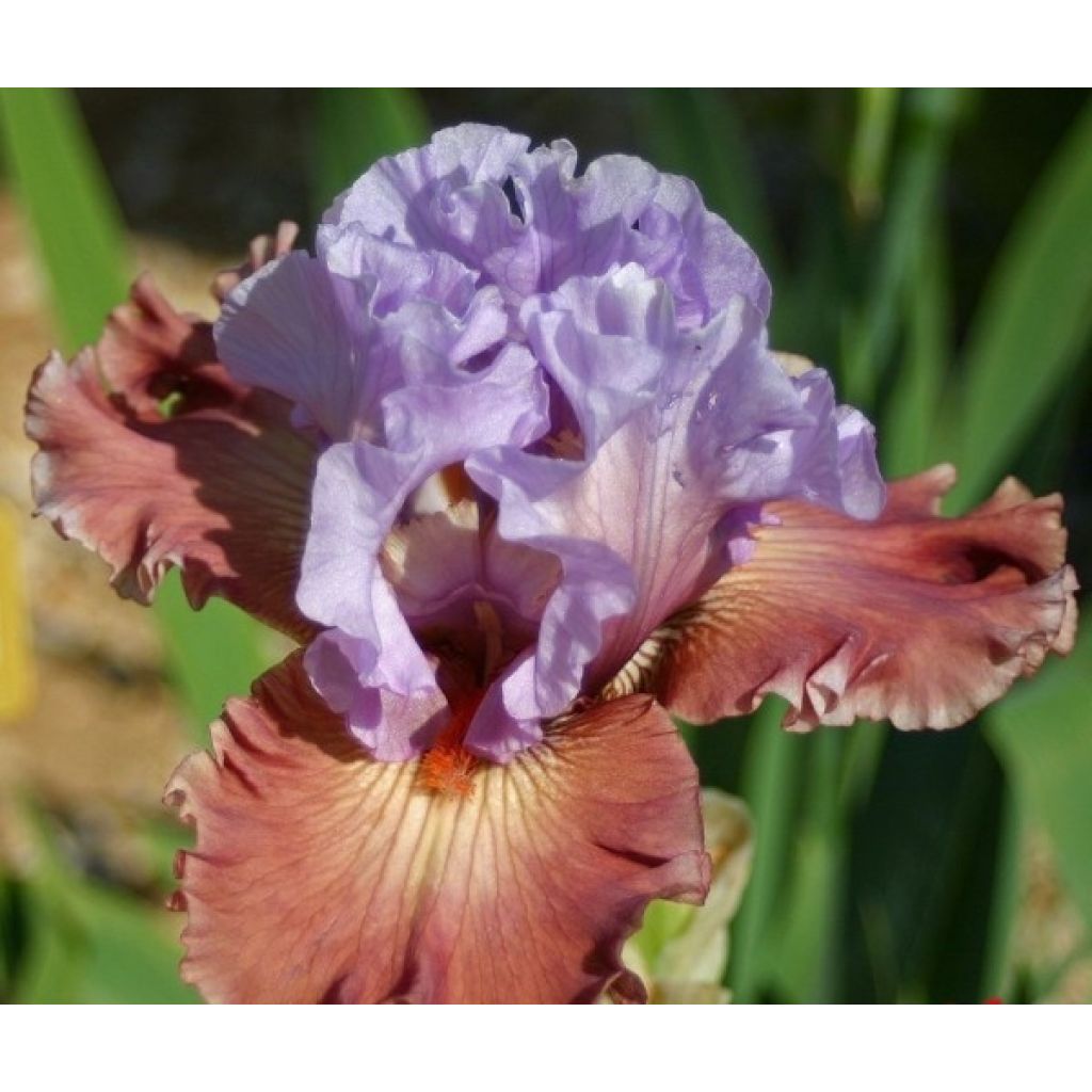Iris germanica Adoranova - Baardiris