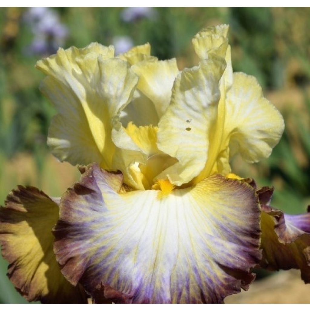 Iris germanica Above The Rim - Baardiris