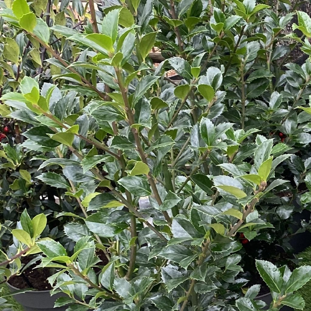 Ilex meserveae Heckenfee - Kastanjebladige hulst