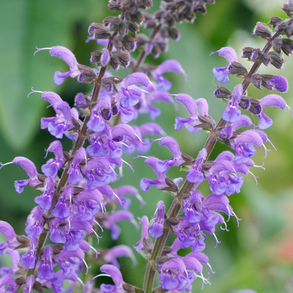 Salvia sylvestris Rhapsody in Blue - Bossalie