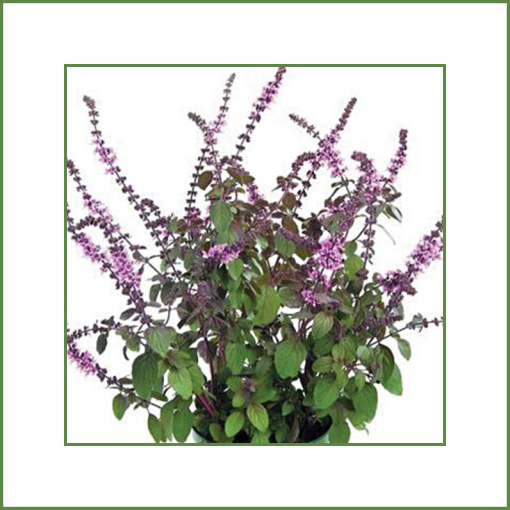 Kampferbasilicum Magic Mountain (jonge planten)