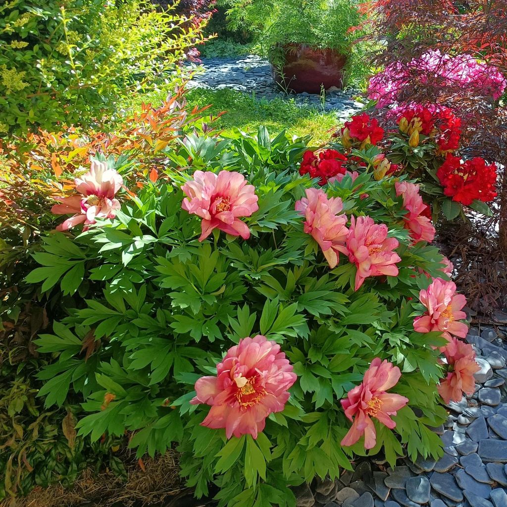 Paeonia Itoh Hillary - Itoh-pioen
