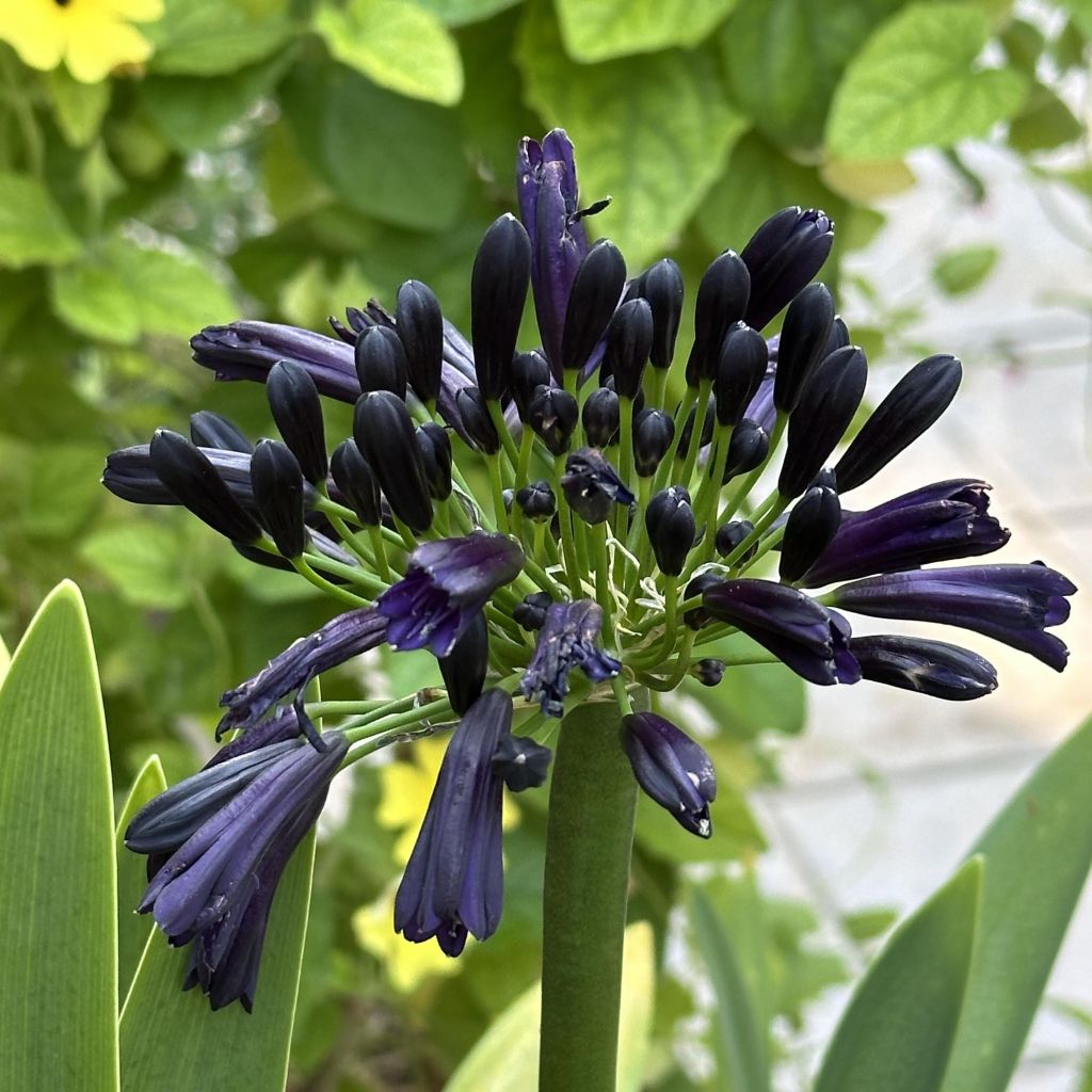 Agapanthus Black Magic - Afrikaanse lelie